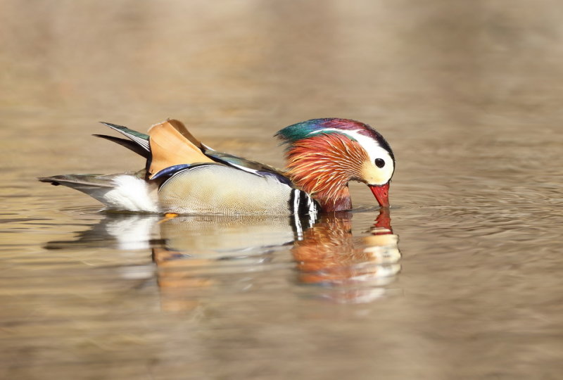 Mandarin Duck  --  Canard Mandarin