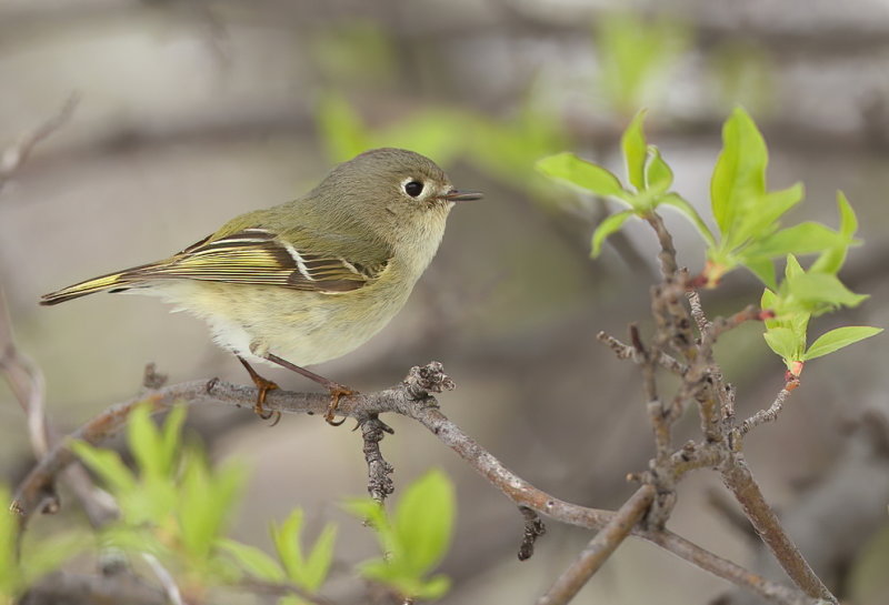 Ruby - Crowned KingLet  --  Roitelet A Couronne Rubis
