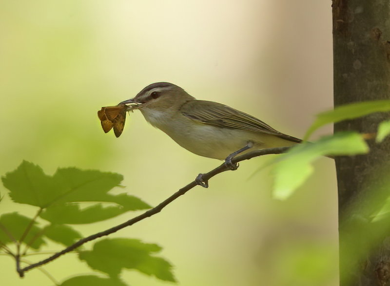 Red - Eyed Vireo  --  Vireo Aux Yeux Rouges