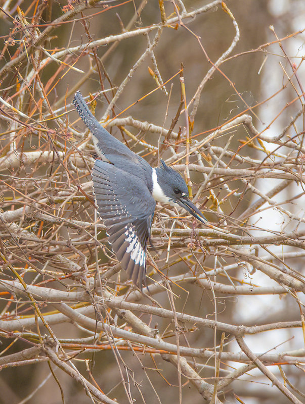 Belted KingFisher  --  Martin - Pecheur DAmerique