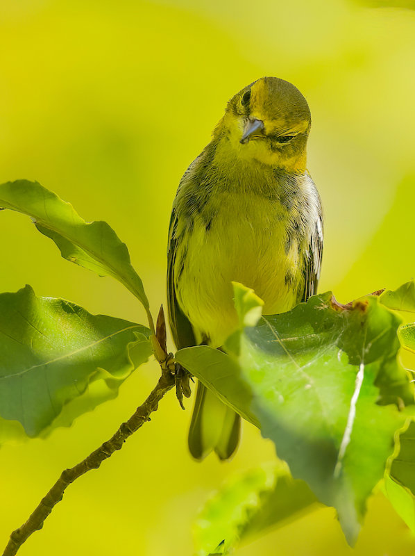 Black-Throated Green Warbler  --  Paruline A Gorge Noire