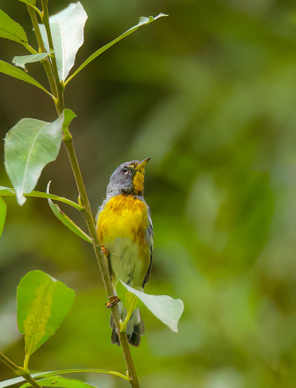 Northern Parula  --  Paruline A Collier