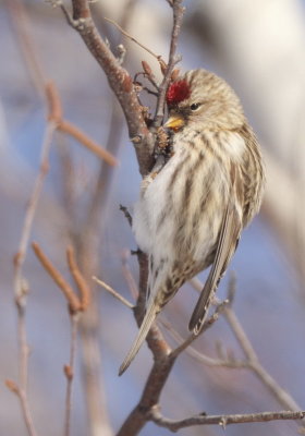 Common RedPoll  --  Sizerin Flamme