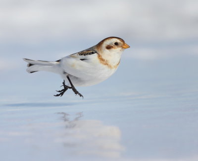 Snow Bunting  --  Plectrophane Des Neiges