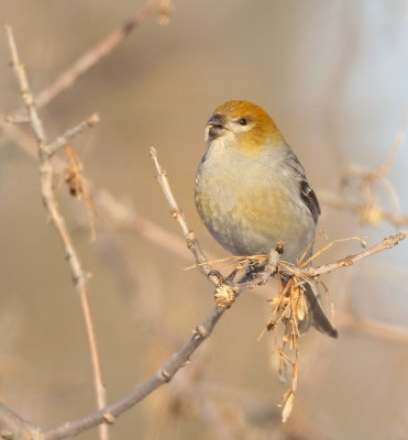 Pine GrosBeak  --  DurBec Des Sapins