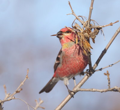 Pine GrosBeak  --  DurBec Des Sapins