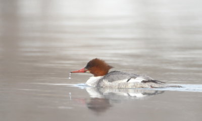 Common MerGanser  --  Grand Harle