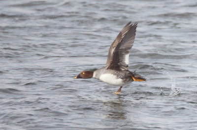 Common GoldenEye  --  Garrot A Oeil D'Or