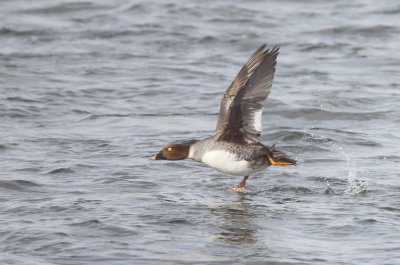 Common GoldenEye  --  Garrot A Oeil D'Or