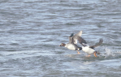 Common GoldenEye  --  Garrot A Oeil D'Or