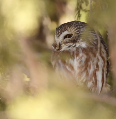 Northern Saw - Whet Owl  --  Petite Nyctale