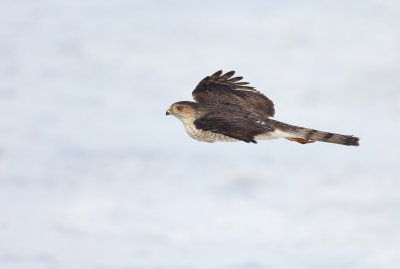 Cooper's Hawk  --  Epervier De Cooper