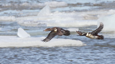 Hooded MerGanser  --  Harle Couronne