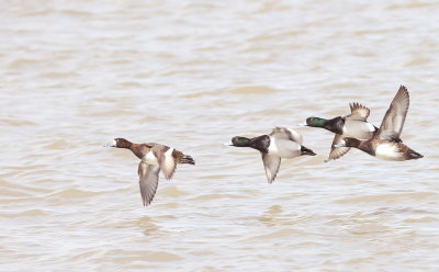 Greater Scaup  --  Fuligule Milouinan