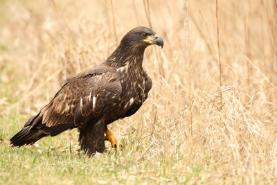 Bald Eagle ( J FIRST YEAR )  --  Pygargue A Tete Blanche ( J 1RE ANNEE )