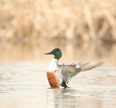 Northern Shoveler  --  Canard Souchet