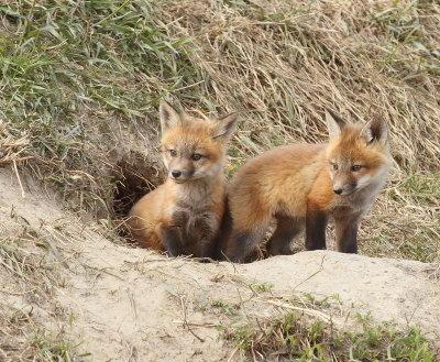 Red Fox ( PUPS )  --  Renard Roux ( RENARDEAUX )