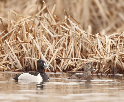 Ring - Necked Duck  --  Fuligule A Collier