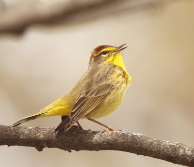 Palm Warbler  --  Paruline A Couronne Rousse