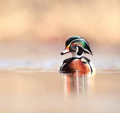 Wood Duck  --  Canard Branchu