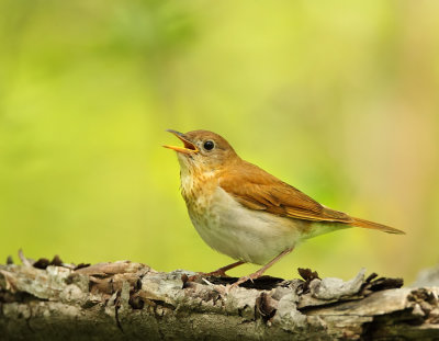 Veery  --  Grive Fauve