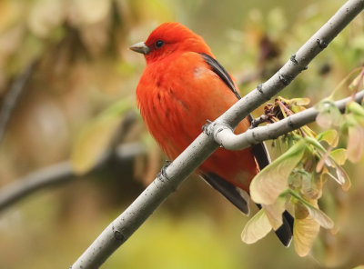 Scarlet Tanager  --  Tangara Ecarlate