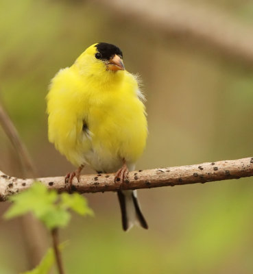 American GoldFinch  --  CharDonneret Jaune