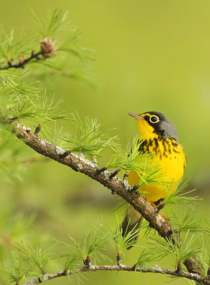 Canada Warbler  --  Paruline Du Canada