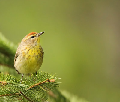 Palm Warbler  --  Paruline A Couronne Rousse