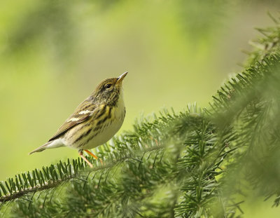 BlackPoll Warbler ( FEMALE )  --  Paruline Rayee ( FEMELLE )