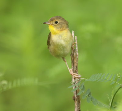 Common YellowThroat ( FEMALE )  --  Paruline Masquee ( FEMELLE )