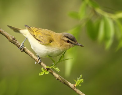 Red - Eyed Vireo  --  Vireo Aux Yeux Rouges