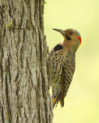 Northern Flicker  --  Pic Flamboyant