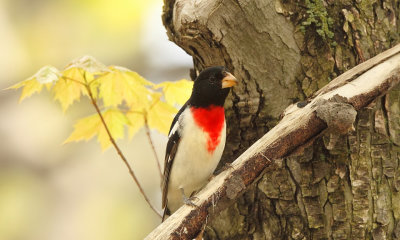 Rose - Breasted GrosBeak  --  Cardinal A Poitrine Rose