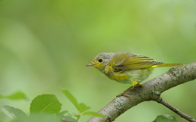 Yellow Warbler  --  Paruline Jaune