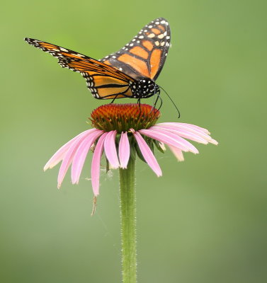 Monarch ButterFly  --  Papillon MonarQue