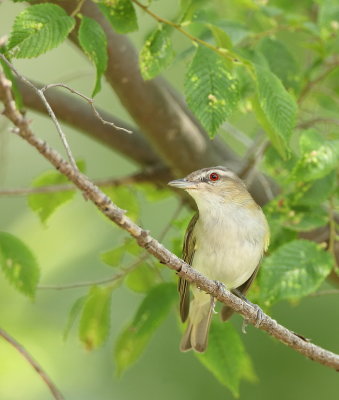 Red-Eyed Vireo  --  Vireo Aux Yeux Rouges