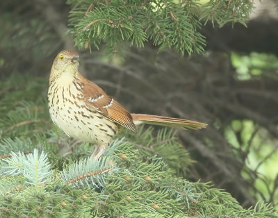 Brown Thrasher  --  Moqueur Roux