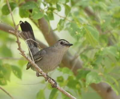 Gray CatBird  --  Moqueur Chat