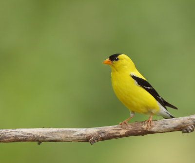 American GoldFinch  --  Chardonneret Jaune