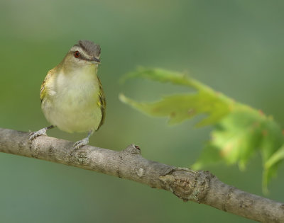 Red - Eyed Vireo  --  Vireo Aux Yeux Rouges
