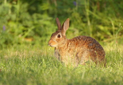 Cotton Tail Rabbit  --  Lapin A Queue Blanche