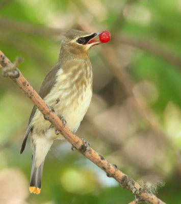 Cedar WaxWing  --  Jaseur D'Amerique