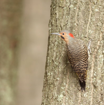 Northern Flicker  --  Pic Flamboyant