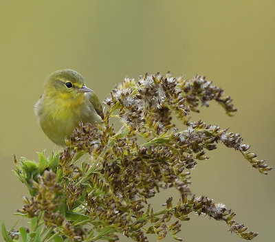 Orange - Crowned Warbler  --  Paruline Verdatre