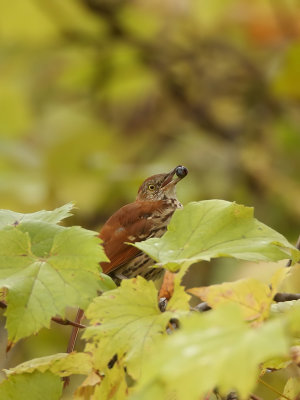 Brown Thrasher  --  Moqueur Roux