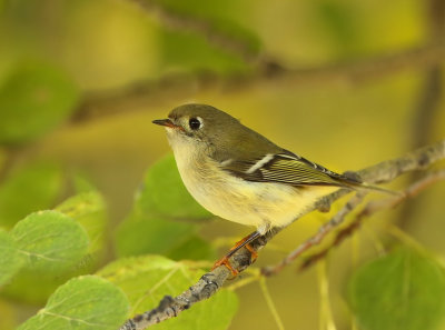 Ruby - Crowned KingLet  --  RoiteLet A Couronne Rubis
