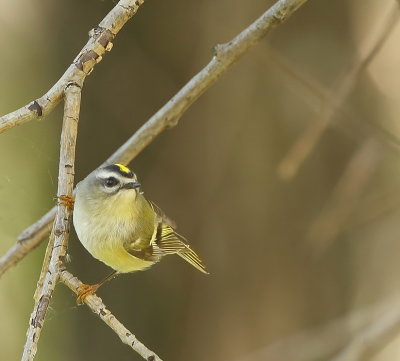 Golden - Crowned KingLet  --  RoiteLet A Couronne Doree