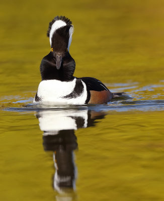 Hooded MerGanser  --  Harle Couronne