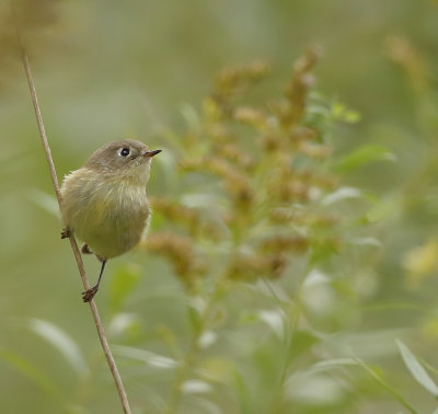 Ruby - Crowned KingLet  --  RoiteLet A Couronne Rubis